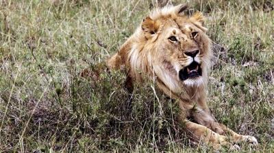 Savana hayvanlarının en büyük korkusu; İnsan sesi!