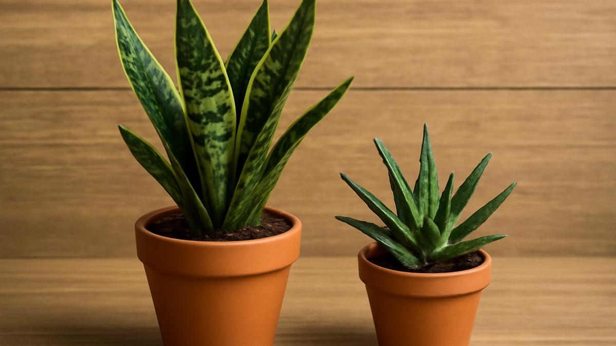 Kendi kendine byyen ev bitkisi bitki ev bitkisi fotoraflar resimleri