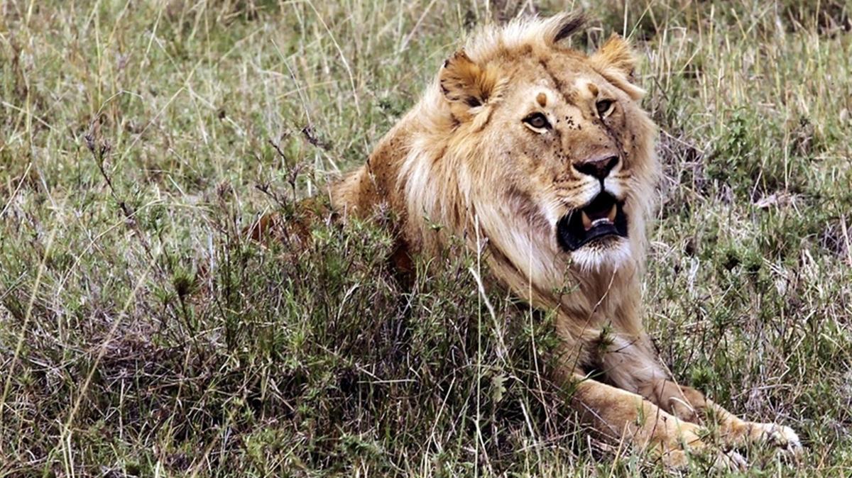 Afrika savana yaban hayat insan tehdidi koruma biyolojisi hayvan davran fotoraflar resimleri