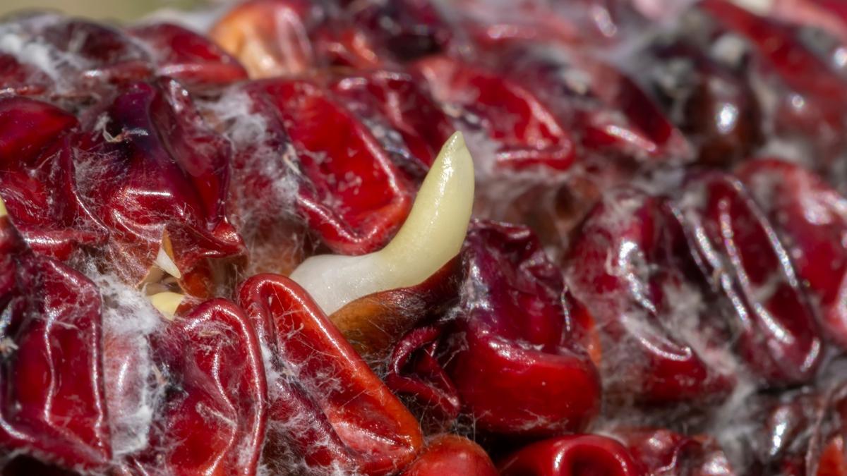 meyve suyu salk genlik fotoraflar resimleri