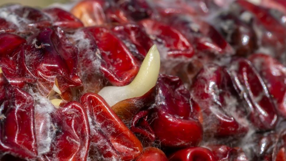 Y�z�n�zdeki ince �izgileri a�an o meyvenin suyu: Antiagein, antioksidan...