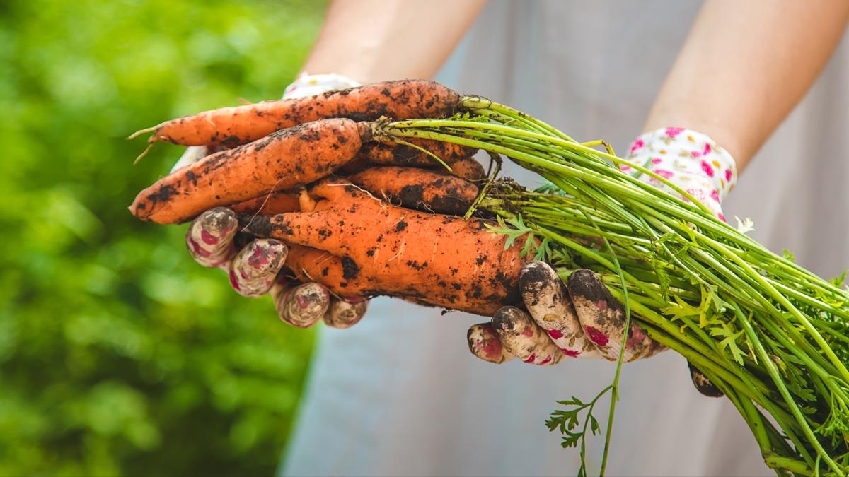 havu salk hayat fotoraflar resimleri