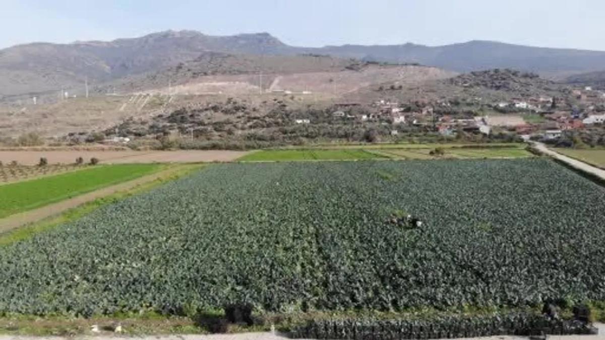 brokoli hasad  Menemen Ovas  zmir fotoraflar resimleri