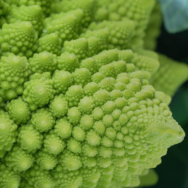 Ara�t�r�ld�! Di�er sebzelerden 7 kat daha faydal�! Kansere kar�� kalkan