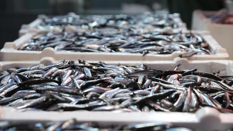 Hamsi ihracatında artış: 14,4 milyon kazandırdı