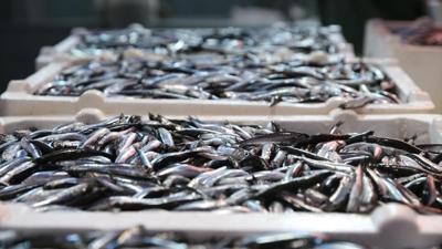 Hamsi ihracatında artış: 14,4 milyon kazandırdı