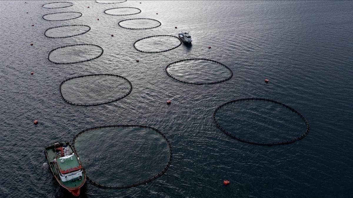 trkiye akdeniz su rnleri avclk tarm ve orman bakanl fotoraflar resimleri