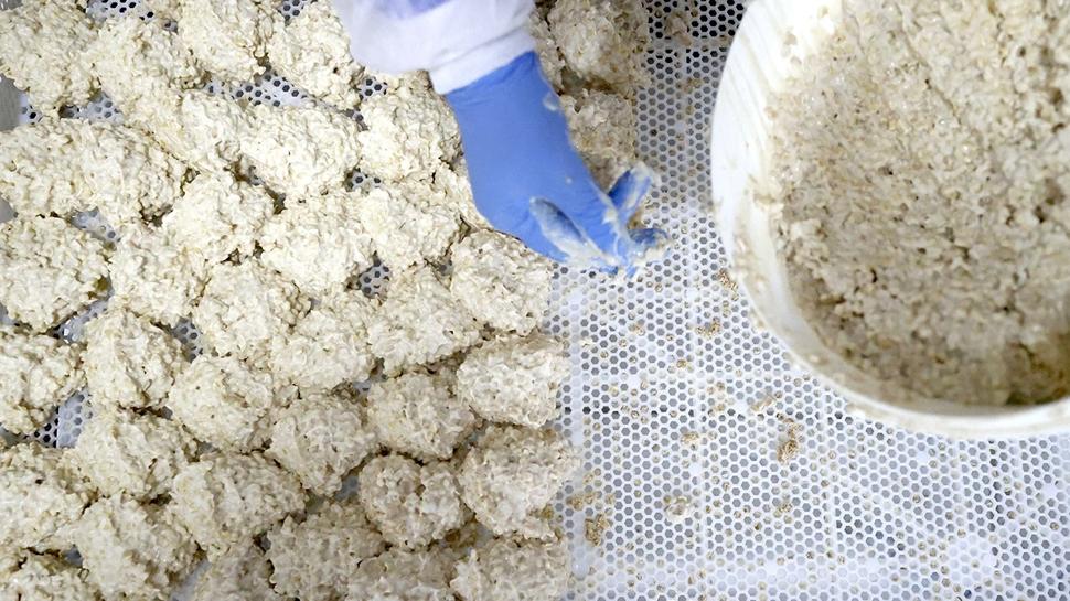 Malatya'nın doğal kabızlık ilacı: Lif deposu, protein ambarı! Bağırsakları pamuk gibi yumuşatıyor