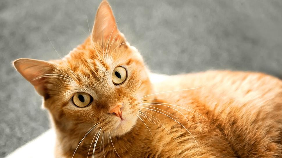 Sarman kedilerin yüzde 80'inin cinsiyeti neden erkek? Sebebine çok şaşıracaksınız