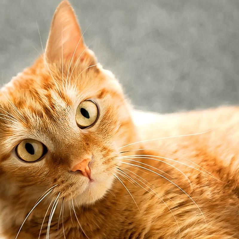 Sarman kedilerin y�zde 80'inin cinsiyeti neden erkek? Sebebine �ok �a��racaks�n�z