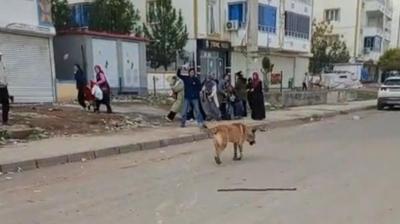 Ba��bo� sokak k�pe�i deh�eti! �l�mle burun buruna geldiler