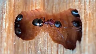 Evde karınca varsa işte çözümü! Kaçacak delik arayacaklar