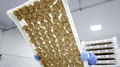 Ne kay�s� ne kuru erik... Malatya'n�n as�l do�al kab�zl�k ilac� farkl�: Lif ve protein deposu