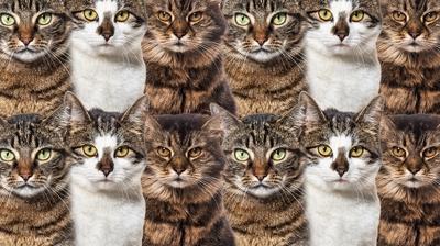 Zeka testi: Kedilerin arasında gizlenen tavşan nerede? 515 kişiden 21'i 7 saniyede buldu