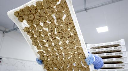 Ne kay�s� ne kuru erik... Malatya'n�n as�l do�al kab�zl�k ilac� farkl�: Lif ve protein deposu