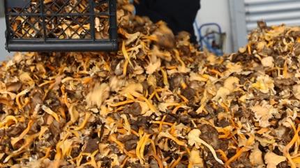 Tad� etle yar���yor: Etten 10 kat fazla protein i�eriyor, v�cuda D vitaminine bo�uyor