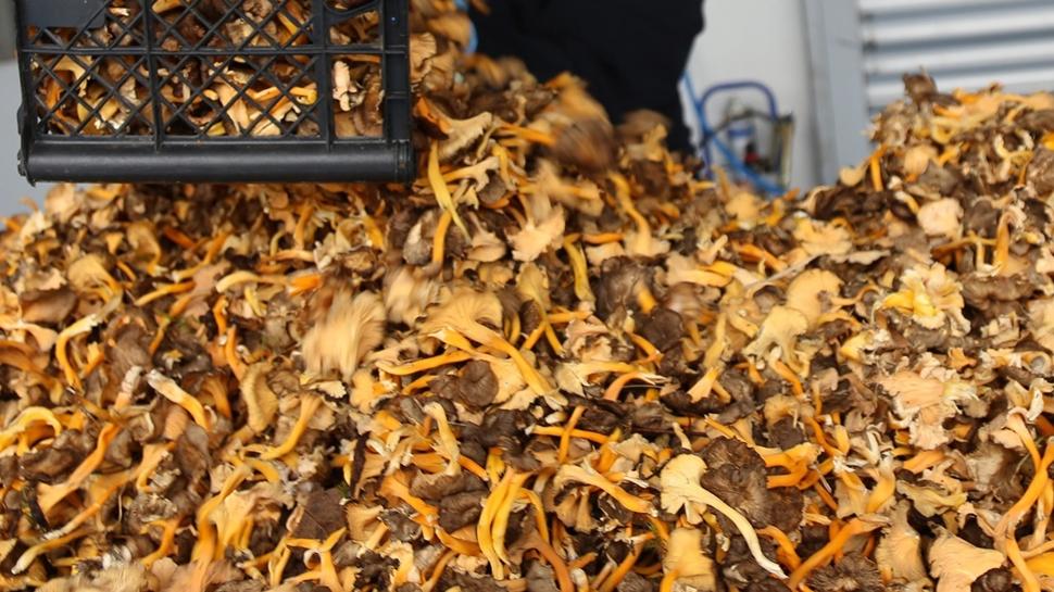 Tad� etle yar���yor: Etten 10 kat fazla protein i�eriyor, v�cuda D vitaminine bo�uyor