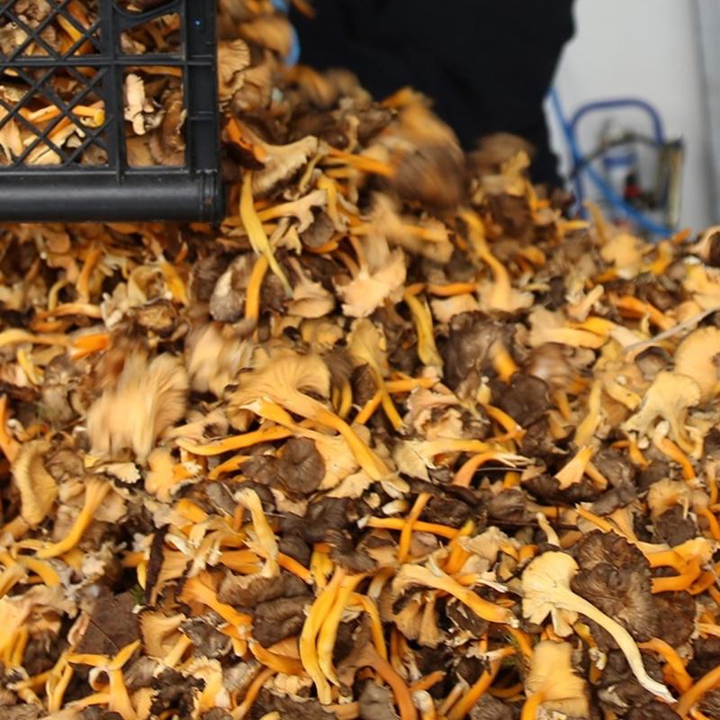 Tad� etle yar���yor: Etten 10 kat fazla protein i�eriyor, v�cuda D vitaminine bo�uyor