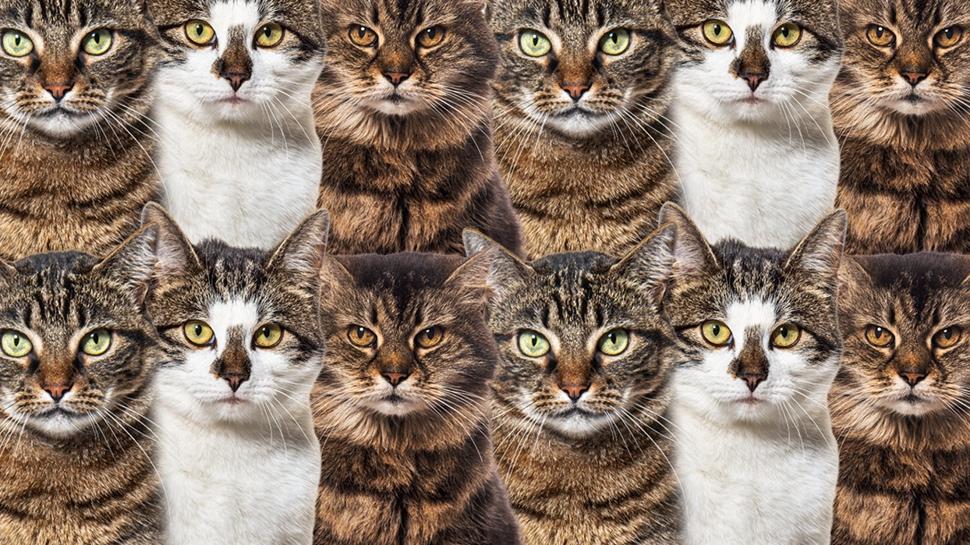 Zeka testi: Kedilerin aras�nda gizlenen tav�an nerede? 515 ki�iden 21'i 7 saniyede buldu