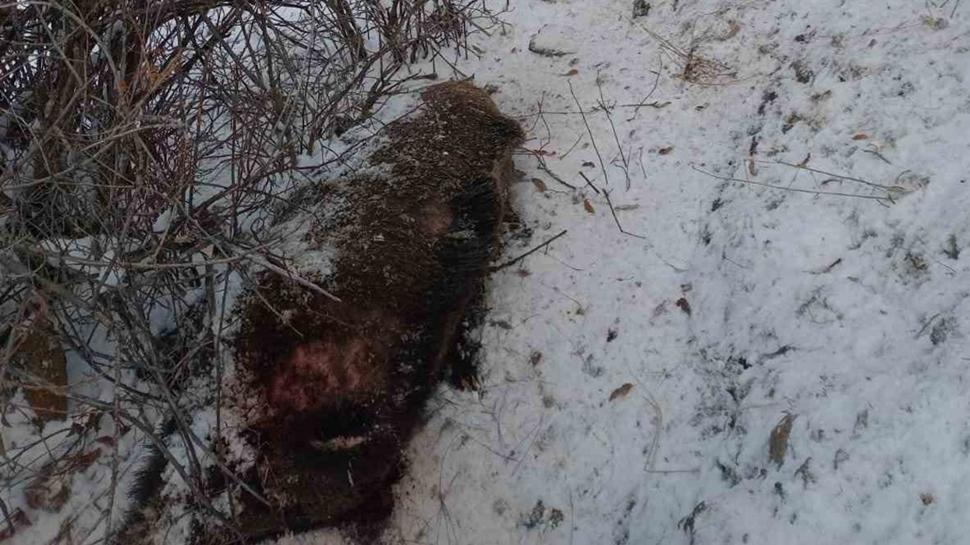 Domuz avında talihsiz olay! Tüm müdahalelere rağmen kurtarılamadı