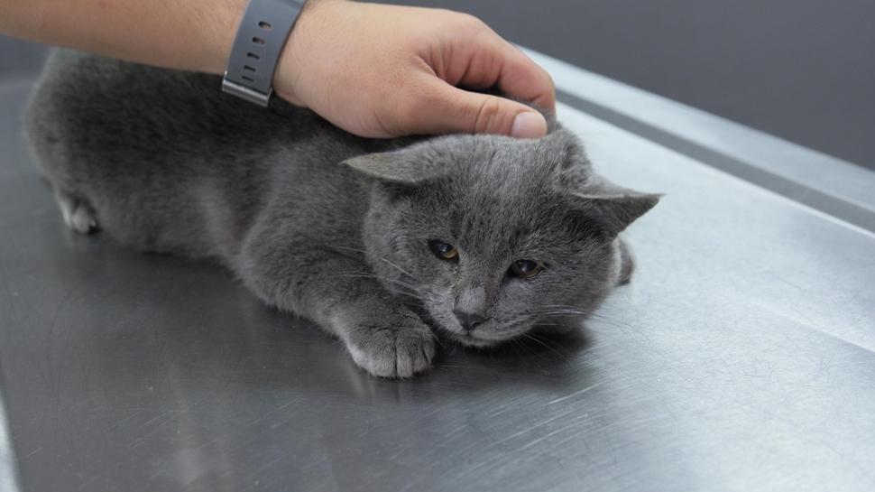 İştahı yok sanıyorlardı! Kedinin içinden mermi çıktı