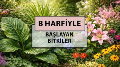 B harfi ile başlayan bitkiler: B harfiyle başlayan bitki adları nelerdir?