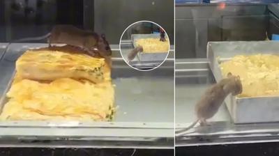 B�rek�ide fare skandal�: Tezgahtaki �r�nlerin aras�nda gezdi