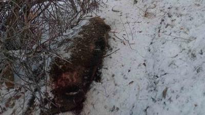 Domuz av�nda talihsiz olay! T�m m�dahalelere ra�men kurtar�lamad�