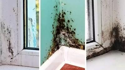 Evinde küf ve rutubet olan baksın! Meğer çözümü bu kadar basitmiş