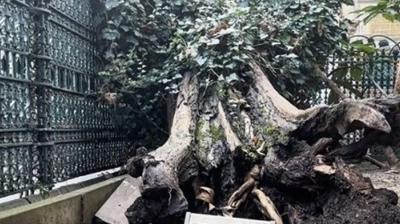 Ey�p Sultan Camisi as�rl�k a�a� yan yatt�! Devrilme nedeni belli oldu