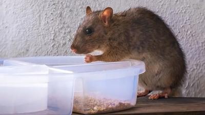 Farenin eve girdiği nasıl anlaşılır? O kemirgen buna geliyor...