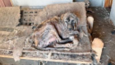 Hayvanseverlik ad� alt�nda vah�et! A�l�ktan birbirlerini yediler