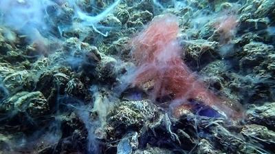 Kaliforniya kıyılarında deniz tabanındaki gizemli halkaların sırrı çözüldü