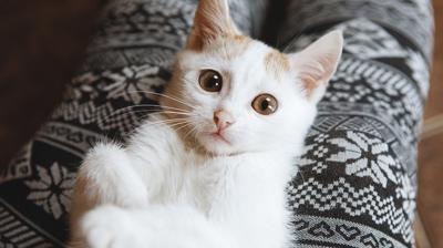 Kediler neden insanlar� izlerken g�z k�rpar? Sebebine �ok �a��racaks�n�z