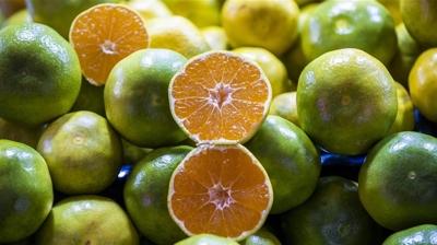 Mandalina ihracat�nda rekor