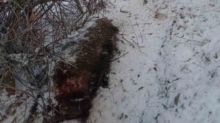 Domuz av�nda talihsiz olay! T�m m�dahalelere ra�men kurtar�lamad�