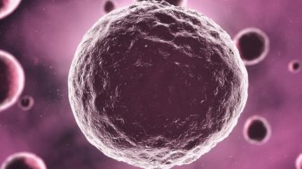 Yaral� h�creler at�klar� h�zla d��ar� ��kararak iyile�meyi h�zland�r�yor