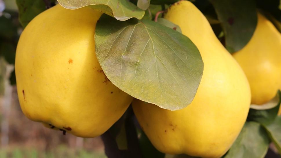 Ayva t�keten baks�n! E�er bir miktar limon eklerseniz...