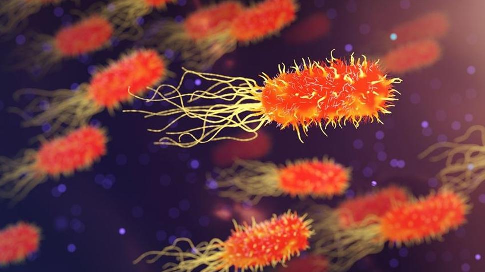 Bakterilerden üretilen malzeme petrol bazlı plastiklere alternatif olabilir