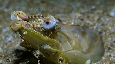 Deniz canlılarının şaşırtıcı zekası bilim insanlarını hayrete düşürdü