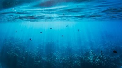 Uzaylı görünümlü deniz canlısının sırrı çözüldü