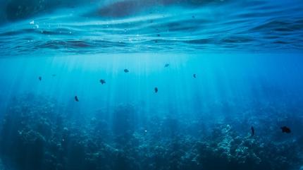 Uzayl� g�r�n�ml� deniz canl�s�n�n s�rr� ��z�ld�