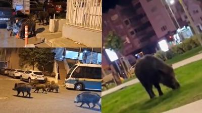 �zmir do�al ya�am park�na d�nd�! Vatanda��n kabusu oldular