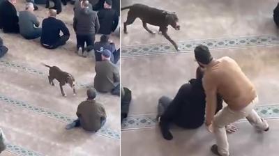 Cemaat �a�k�na d�nd�: Camide ba��bo� pitbull pani�i