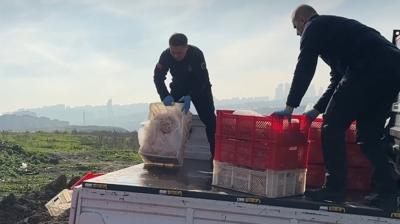 Tavuk eti skandal�! Kap�s�na kilit vuruldu