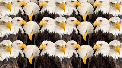 Zeka testi: Kartalların içindeki saklı kanarya nerede? 720 kişiden 12'si 9 saniyede buldu