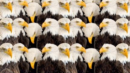 Zeka testi: Kartallar�n i�indeki sakl� kanarya nerede? 720 ki�iden 12'si 9 saniyede buldu