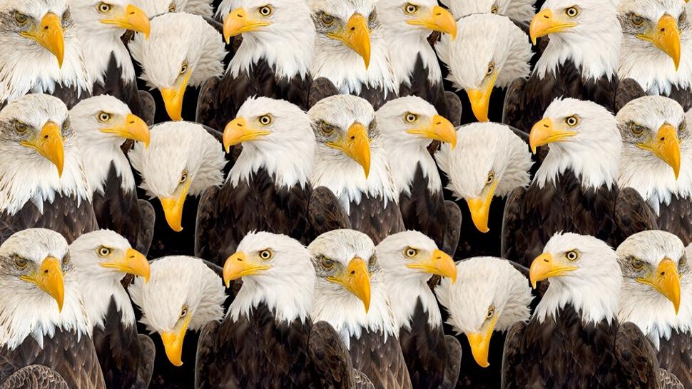 Zeka testi: Kartalların içindeki saklı kanarya nerede? 720 kişiden 12'si 9 saniyede buldu