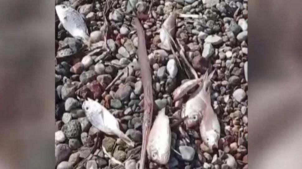 Datça'da ölü balıklar kıyıya vurdu... İnceleme başlatıldı