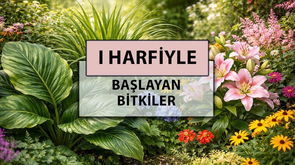 I harfi ile başlayan bitkiler: I harfiyle başlayan bitki adları